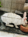 Rabbit Male/Female